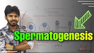 Spermatogenesis detail explanation in bangla [upl. by Fugere]