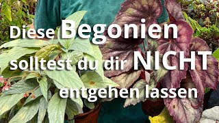 Diese Begonien solltest du dir nicht entgehen lassen [upl. by Atokad15]