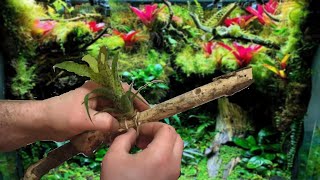 How I Mount Bromeliads to Wood for my Vivariums  Vriesea Fenestralis [upl. by Snow]