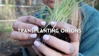 Transplanting Onions In My Zone 7B Garden [upl. by Lupien]