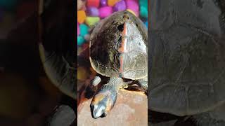 Turtle 🐢 ne ajj apna pura gradn dikal ye bhut shubh hota hai turtle petsvloganimalsinmyhousemeetm [upl. by Ennaylloh]