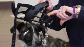 How to Acclimate Your Dog to a Muzzle [upl. by Ethelyn268]