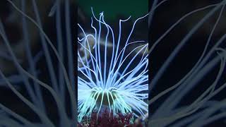 Facts About Sea Anemones Stinging Cells Symbiotic Relationships and Regeneration [upl. by Ketchan]