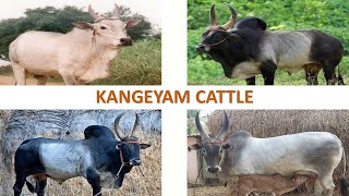 Kangeyam Cattle 🇮🇳  Kongu  Kanganad  Livestock  Indian Cattle l Kangayam [upl. by Aihsiym]