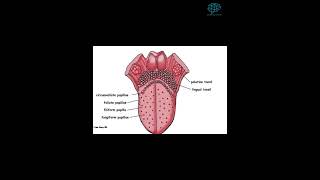 Cuántas papilas gustativas hay en la lengua [upl. by Shelly783]