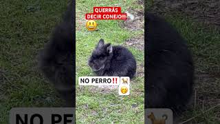 ERES UNA COSITA PELUDITA HERMOSA 😅🥰😇🫶shorts video cute funny rabbit comedy memes humor [upl. by Noraf]