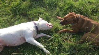 √ √ √ √ Dogo Argentino Rhodesian Ridgeback Spitzmischling [upl. by Martz]