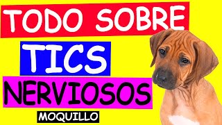 TICS NERVIOSOS en Perros con MOQUILLO [upl. by Guillema448]