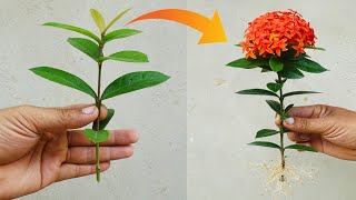 How to Grow Ixora Coccinea flowers from cuttings at home for beginners  Ixora cutting 100 Success [upl. by Duax880]