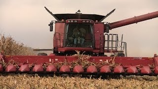 Whats Next  Hartmann Grain Farms Case IH 8230 Combine [upl. by Gus]