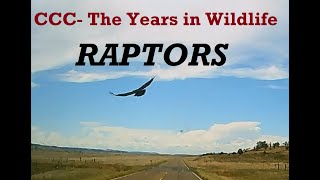 CCC  Years in Wildlife RAPTORS [upl. by Letnahs]