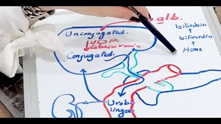 Heme degradation [upl. by Arvonio]