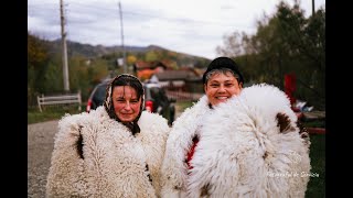 La cresterea oilor breze de Valea Jiului au un rol foarte important si sotiile momarlanilor [upl. by Erodavlas153]