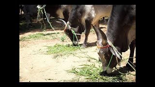 Kangayam bull  Kangeyam bull  kangayam cattle show erode 1892016 [upl. by Mcintyre]