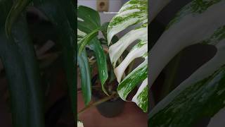 Variegated Monstera Albo monstera monsteraplant variegated plantcare flowers garden green [upl. by Ylle846]