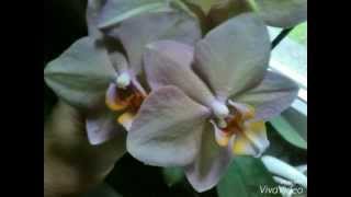 Blumen  Flowers  Orchideen  Julebuergerfee [upl. by Addy]