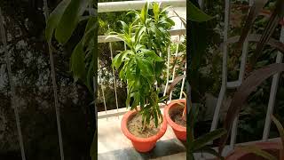 Dracaena Reflexa plantDracaena Reflexa plant care amp growing guide ShortsyoutubeViral [upl. by Lundberg258]