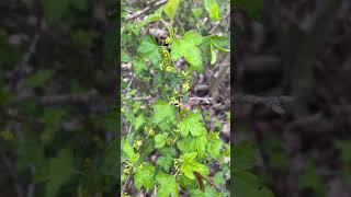 까마귀밥여름나무 꽃 피었다 Ribes fasciculatum currant gooseberry plants tree [upl. by Fiorenza]