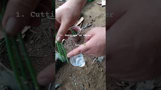 Propagate horsetail plant in 3 easy ways [upl. by Gove]