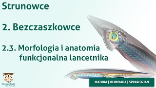 Strunowce  Morfologia i anatomia funkcjonalna lancetnika [upl. by Secundas521]