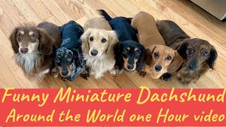 Miniature Dachshund dogs puppies funny videos Around world compilation Dachshund Videos one hour [upl. by Rempe]