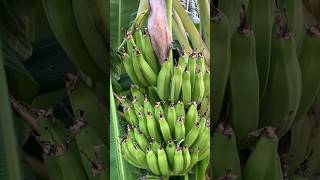 Wow🤩when u find Bananas in the mountains makes u hungry foryou explore uae shorts farm india [upl. by Aden821]