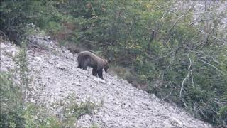 OSO PARDO Ursus arctos en ASTURIAS [upl. by Aliet]