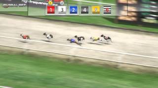 Virtual Greyhound Races  Global Bet [upl. by Yenobe]