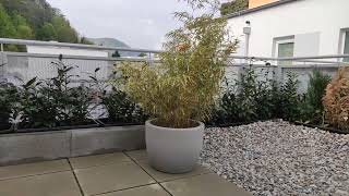 Terrasse Kirschlorbeer DIY Pflanzen Sichtschutz Hecke Neu statt Koniferen Zypressen und Thujen [upl. by Ramirolg]