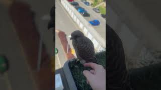 POŠTOLKY Trénink 53 Tak a zůstala jsem tu úplně sama😢🐣🦅 mdmonline24h postolky postolka mdm [upl. by Anoik]