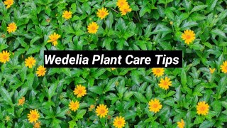 Wedelia yellow Bhringraj Plant full Information l Propagation l Care l [upl. by Francene]