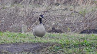 Richardsons Cackling Goose Lunt Meadows 0124 southliverpoolbirder lancswildlifetrust [upl. by Nomaj]