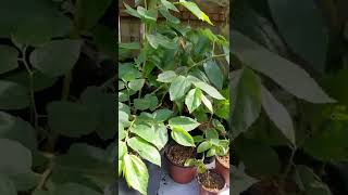 Strawberry tree Muntingia calabura grown from seed update 4 months later [upl. by Einatsed]