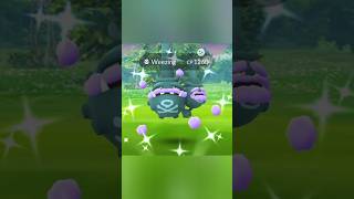 Best Time To Get Shiny ✨🤩 Galarian Weezing ✨ shinypokemon shorts [upl. by Goltz]