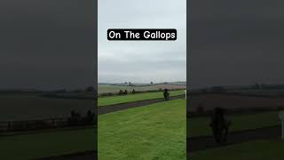 Fast Racehorses On The Gallops horseracing racingpost [upl. by Switzer626]