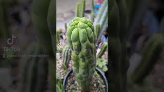 Trichocereus tips after the rain trichocereus cactus plants garden cacti gardening plants [upl. by Burkhardt]