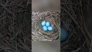 empty nest to first egg or baby bird  TimeLapse Video with Live Nest Box Cam sjwithnature​ [upl. by Phylys]