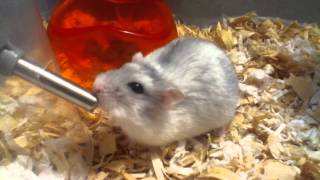 hamster drinking water [upl. by Monti]