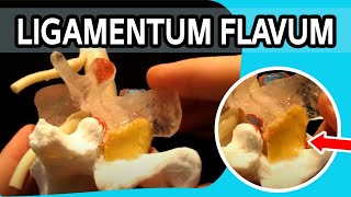 Ligamentum Flavum  The FIRST Dynamic Ligamentum Flavum Ever To Be Produced [upl. by Neiht105]