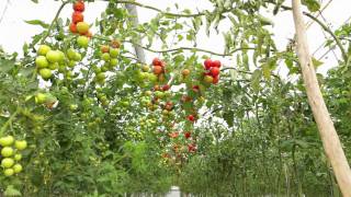 Agrobío y Almeriplant  Suelta de Nesidiocoris en tomate y berenjena [upl. by Mandi]