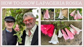 Plant Profile How to grow Lapageria rosea  the Chilean Bell Flower [upl. by Cheung]