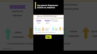 When and HOW is the trp tryptophan operon turned on [upl. by Enylodnewg]