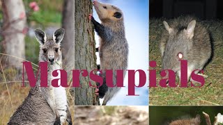 Teaching Marsupials [upl. by Staal]