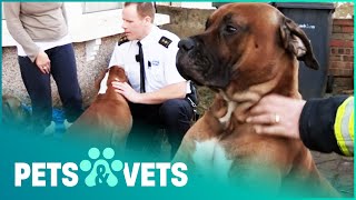 Dogs In Terrible Conditions And Escaping House Fires  The Dog Rescuers Compilation  Pets amp Vets [upl. by Nahsin]