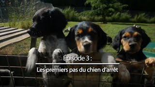 Chiens de chasse 3  Les premiers pas du chien darrêt [upl. by Selbbep]