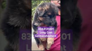 Germanshepherd puppy sale Tamilnadu petshop coimbatore madurai theni nagercoil kannyakumari [upl. by Aila]