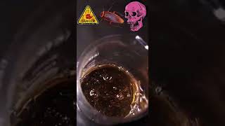 shorts chemistry vaporizing cockroach in piranha solution [upl. by Rehpotsirhcnhoj]