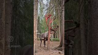 Looks unreal…😱 deer shedding red antlers animals wildlife forest shorts [upl. by Argile267]