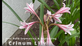 Crinum Lily Bulb Separation and Replanting [upl. by Araj]