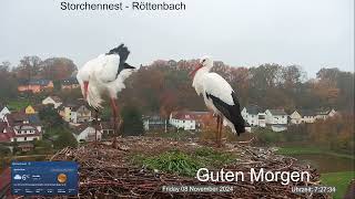 2024 11 08 Storchennest Röttenbach Guten Morgen ganze Nacht waren die Röttis anwesend 🤣🤣🤣🤣 [upl. by Damour758]